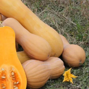 Courge Butternut