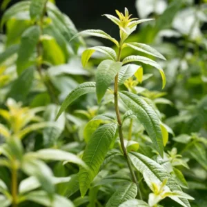 Verveine citronnelle