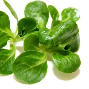Mâche Verte bio