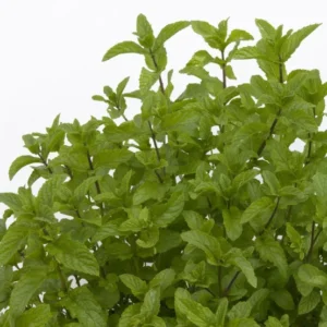 Menthe marocaine