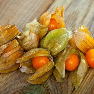 Physalis