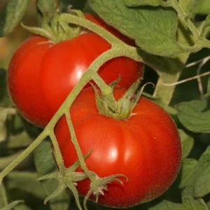 Tomate